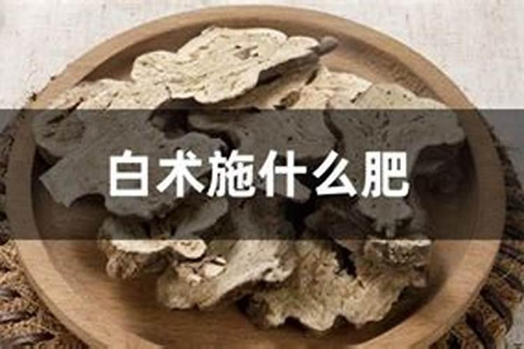 白术大雨过后补救