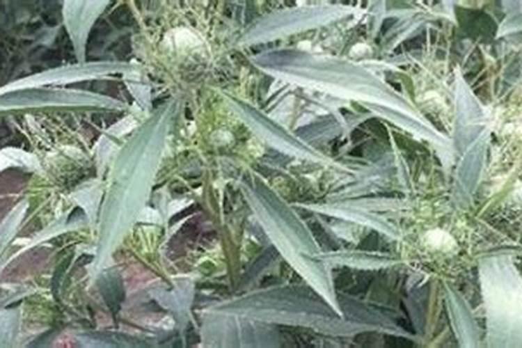 白术怎样种植