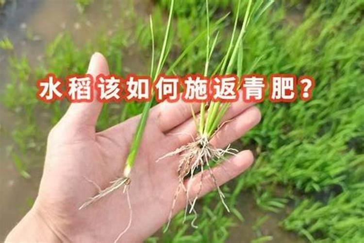 水稻硼肥的作用及使用方法