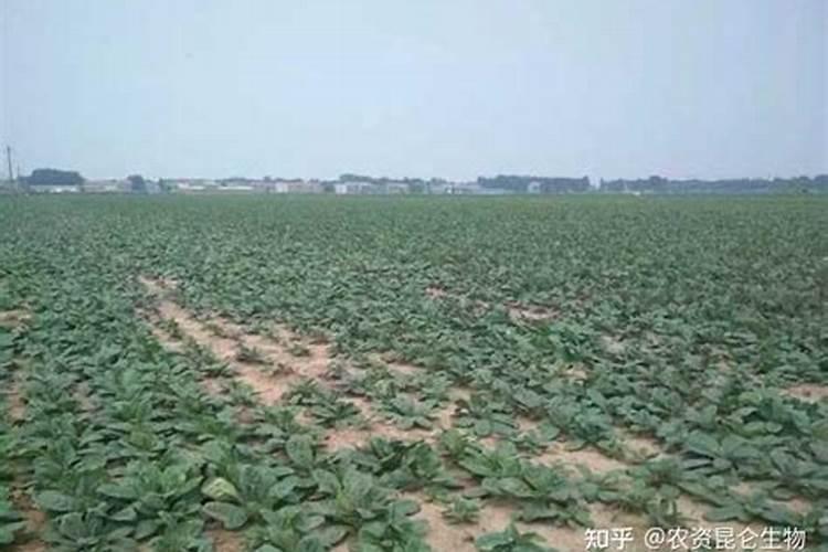 西红柿变色期发黄怎么回事