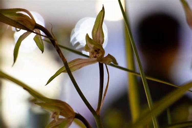 怎样使兰花叶片翠绿有光泽(兰花怎么养叶子更油绿茂盛)