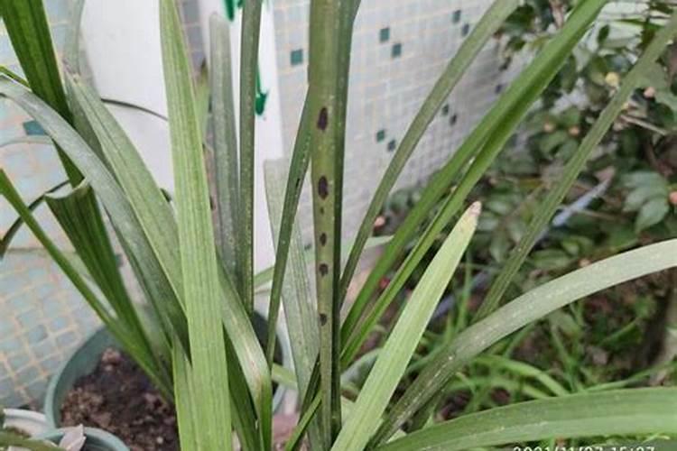 尿素可以浇兰花吗