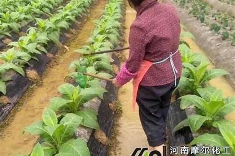 水溶肥的正确使用方法