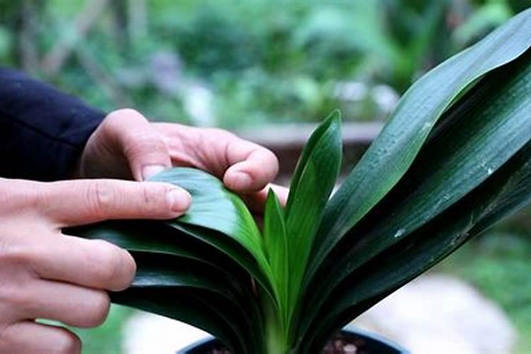 秋季种植淮山什么时候施膨大肥