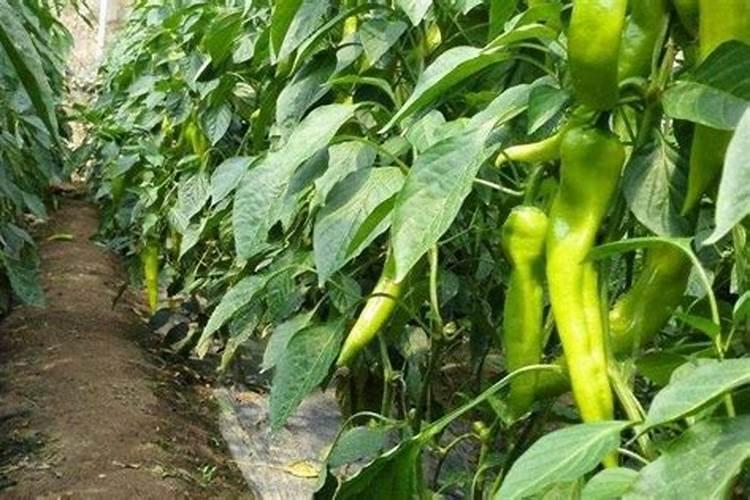 辣椒植株进入盛果期时,为什么需要添加钾肥？