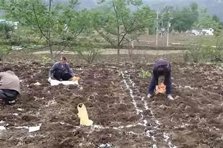 果树春季施什么肥好？施肥时还需要掌握哪些技巧？