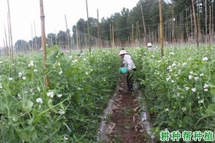 荷兰豆用什么肥才能获得高产