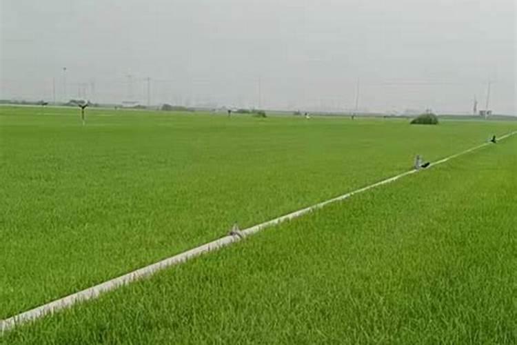 草坪需要什么肥料