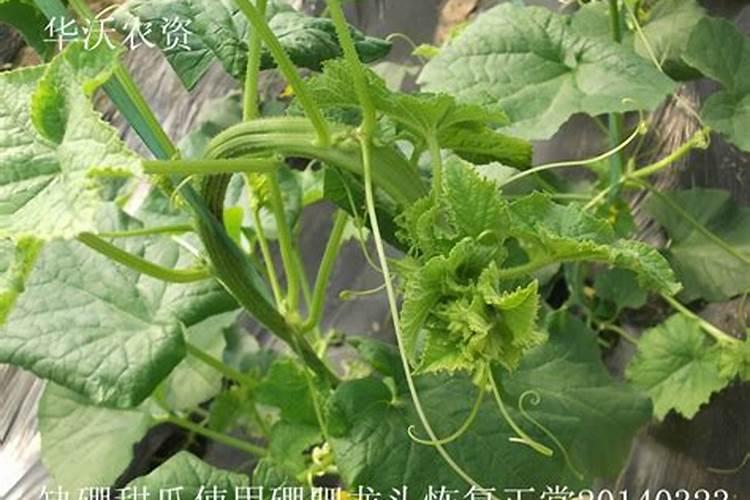 天宝农技:薄皮甜瓜难缠病害实战配方大汇总!