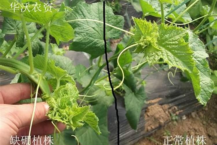 ...请各位大侠给看看是什么病。还是缺少什么元素