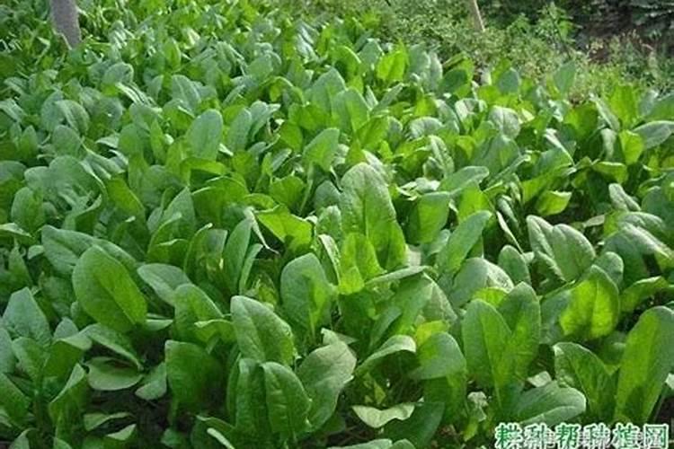 要让菠菜快速生长该用什么肥料