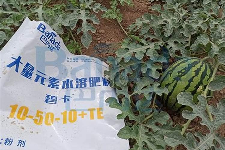 西瓜用什么肥料最好