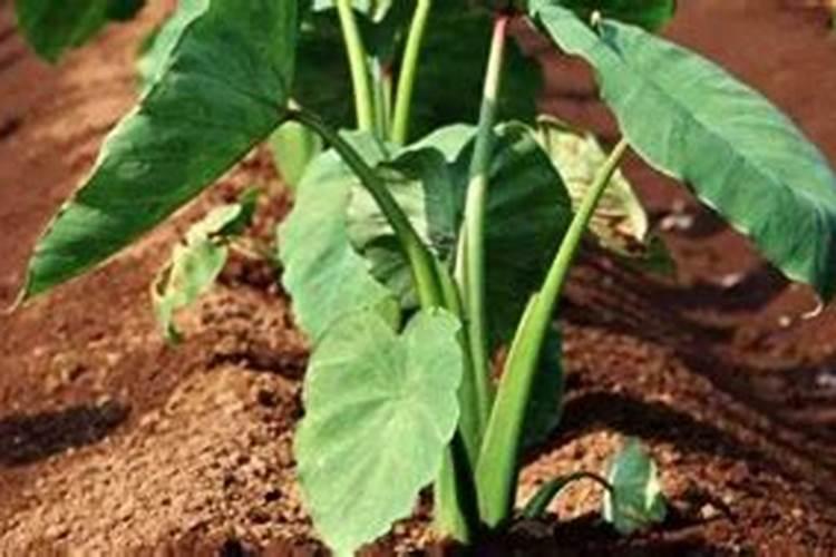 芋头什么时候施肥能高产量(芋头使用肥料名称及施肥时间)