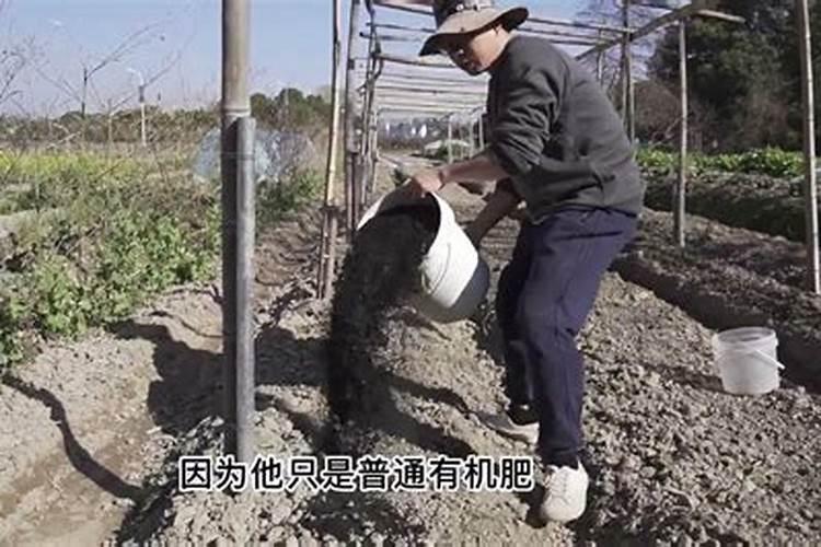 有机肥施肥的最佳时间 有机肥施肥一般在什么时候进行