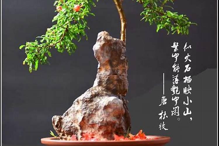 石榴栽培有什么优质品种？石榴施肥应注意些啥？