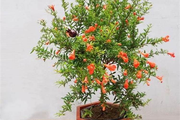 牡丹石榴花的养殖方法 石榴花如何养殖 石榴花怎么养殖