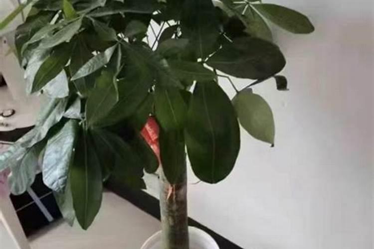 种植发财树只放磷肥好吗