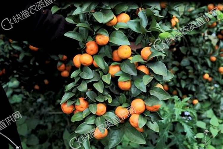 柑橘花芽分化用什么肥