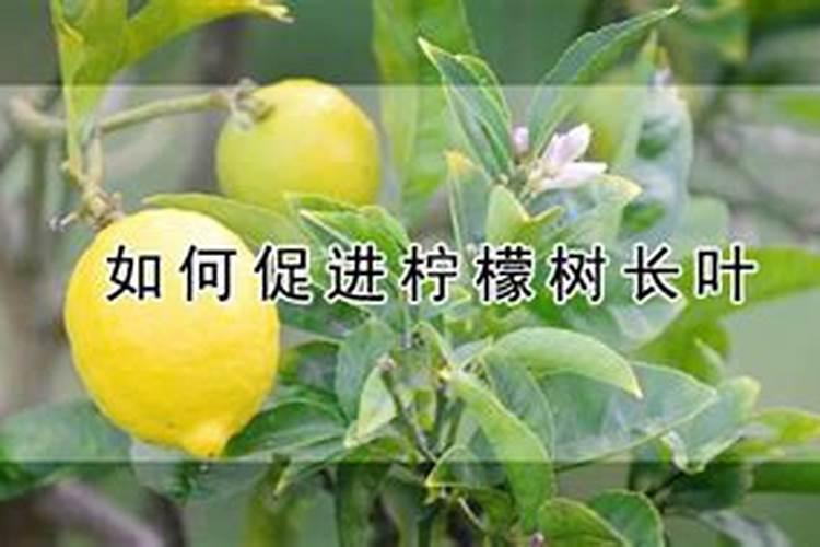 柠檬上什么肥好？