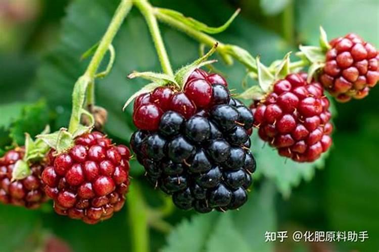 葡萄施肥时间和方法