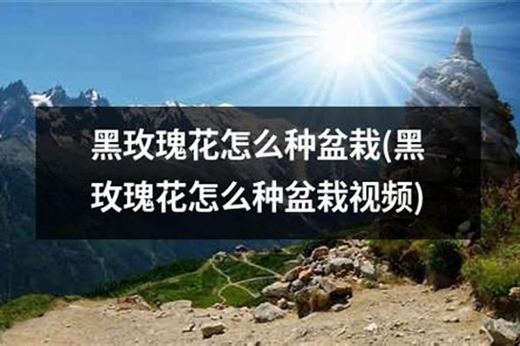 玫瑰花叶子上长出黑色的斑点怎么办