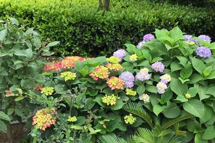 绣球花怎么施肥 绣球花如何施肥