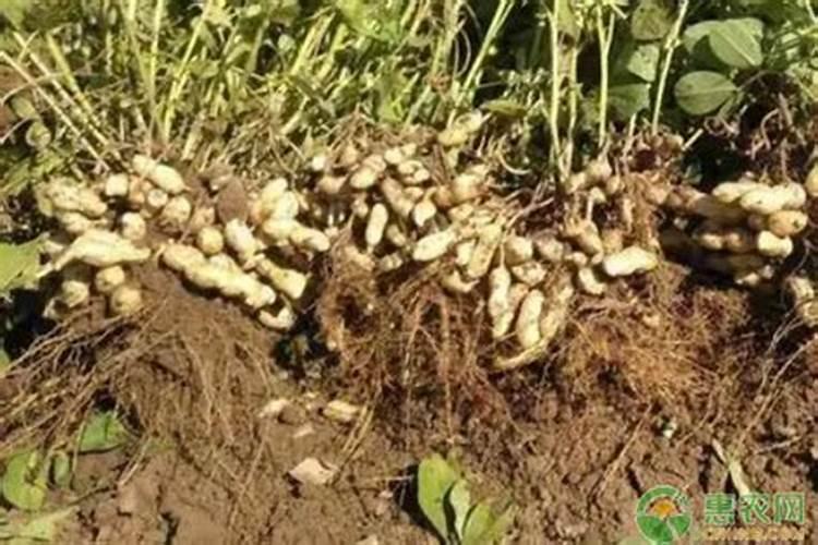您好:请问花生什么时间施肥最好？