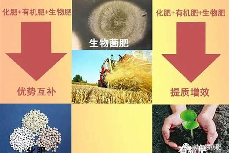 平衡肥膨果快还是高钾肥快
