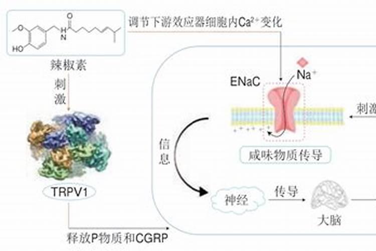 什么是鱼蛋白肥料,鱼蛋白肥料作用及使用方法