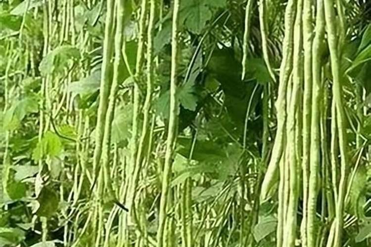 豇豆什么时候追肥合适