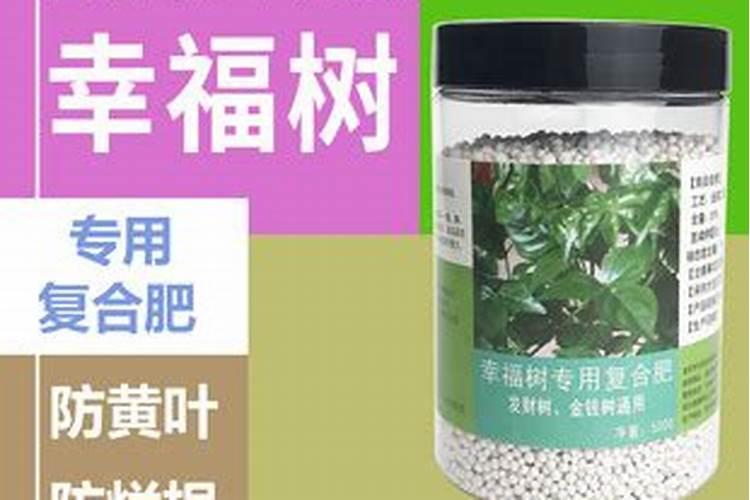 幸福树施什么肥最好 幸福树怎么施肥