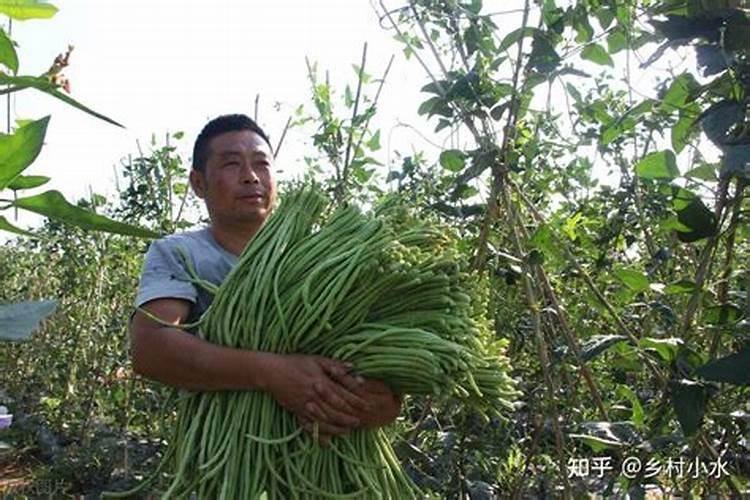 豆角结荚期怎样施肥