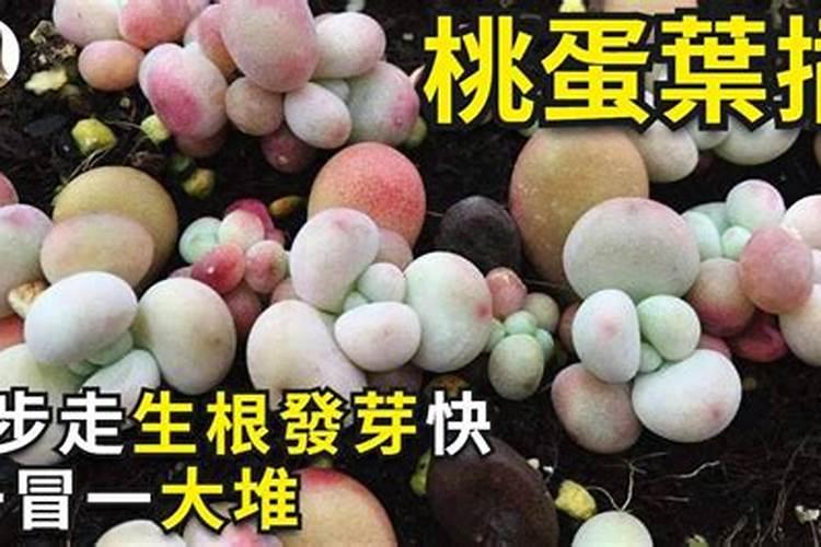 桃蛋如何养肥