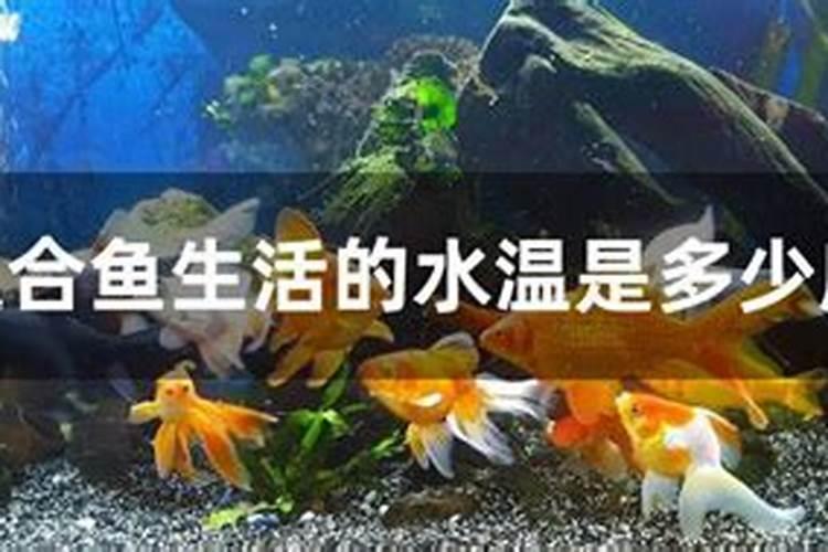 鱼蛋白的做法都有什么呢？