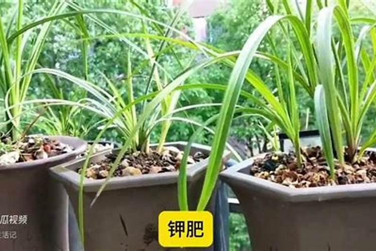 荔枝花芽分化期施什么肥、荔枝施肥管理技术