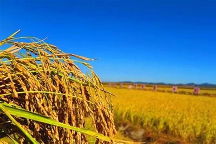 农村种植水稻时,喷施磷肥的话对水稻有影响吗？