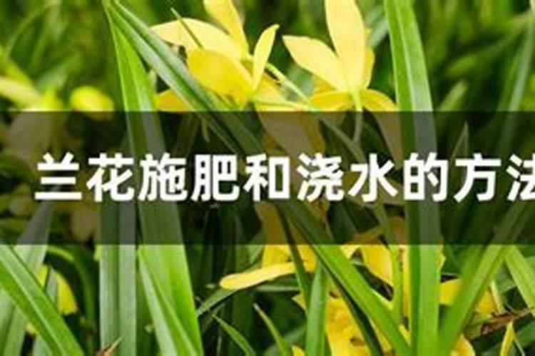 春季兰花如何施肥