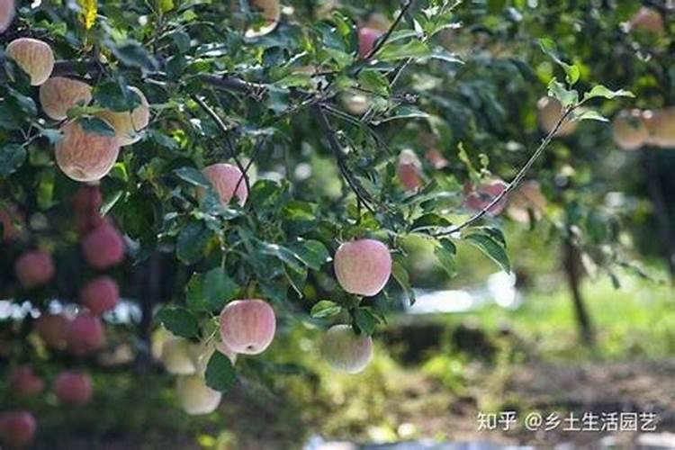 杏树落花后打什么药