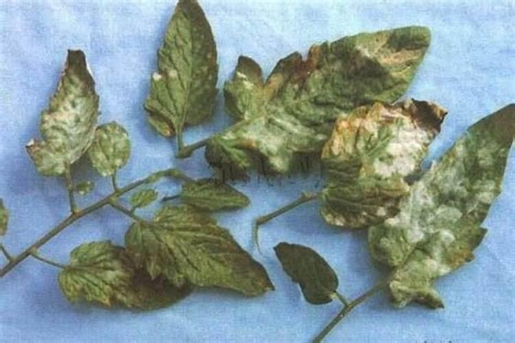 辛硫磷适用什么植物