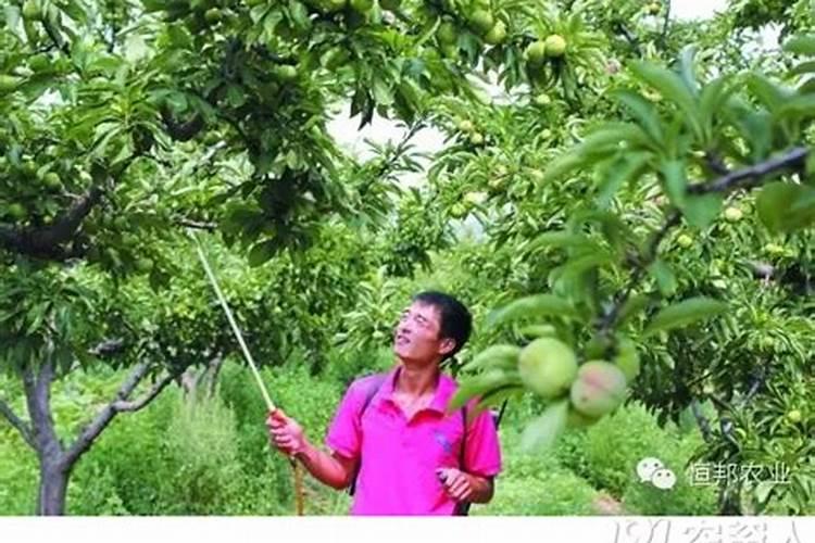 柚子树施什么肥料最好