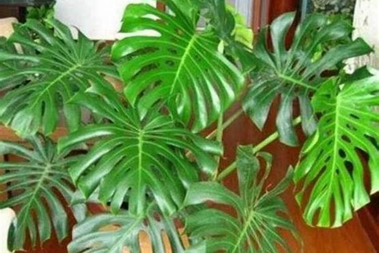 龟背竹室内养殖方法