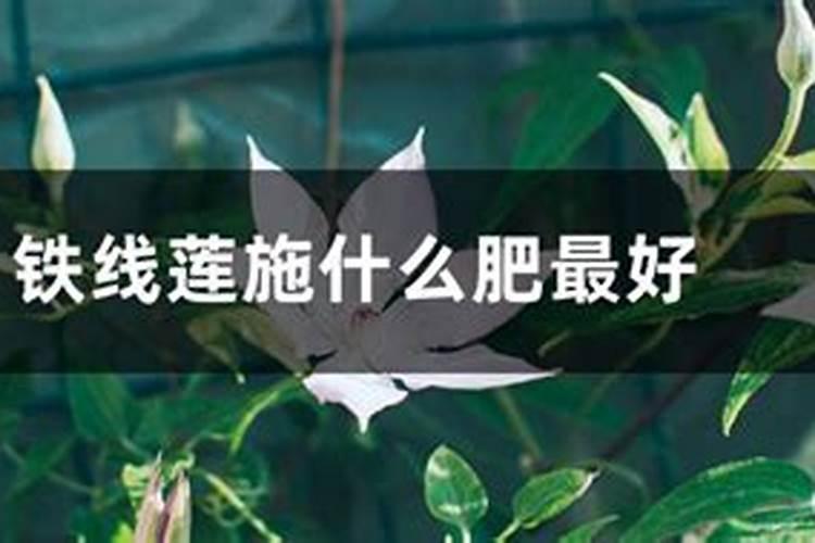 铁线莲花浇什么肥料合适