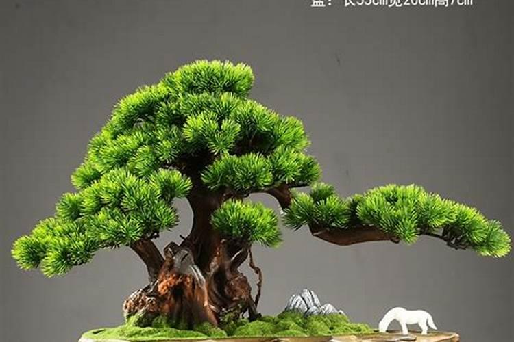 迎客松叶子黄怎么办