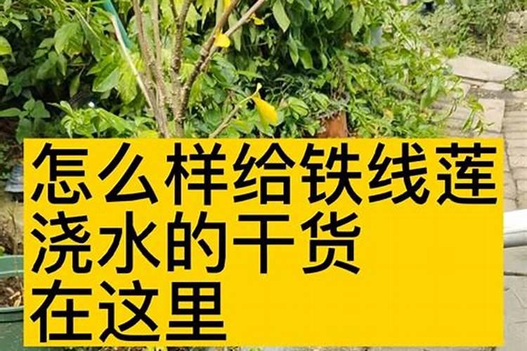 铁线莲什么时候用水溶肥
