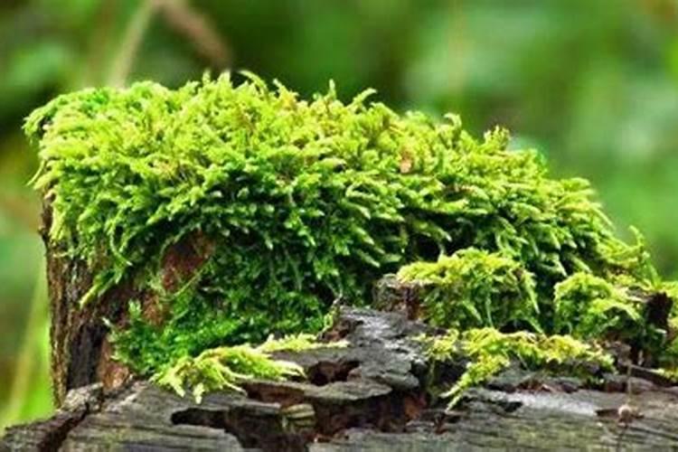 苔藓喷洒什么肥料