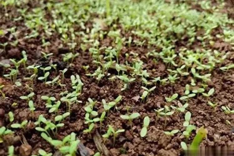 菜苗不长施什么肥料