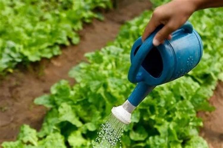 杜鹃花多久服盆