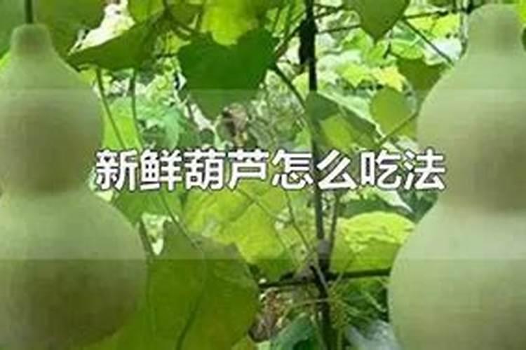 西葫芦需要冲施硼肥吗？
