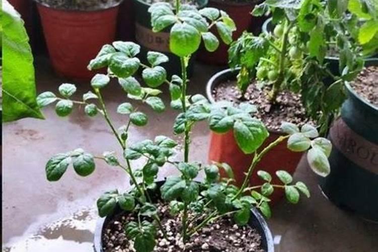 月季施什么肥开花最好