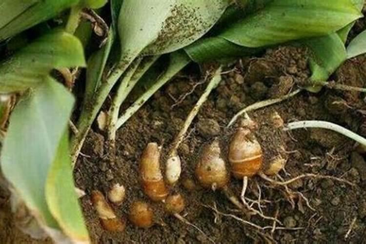 凤仙花的栽培方法